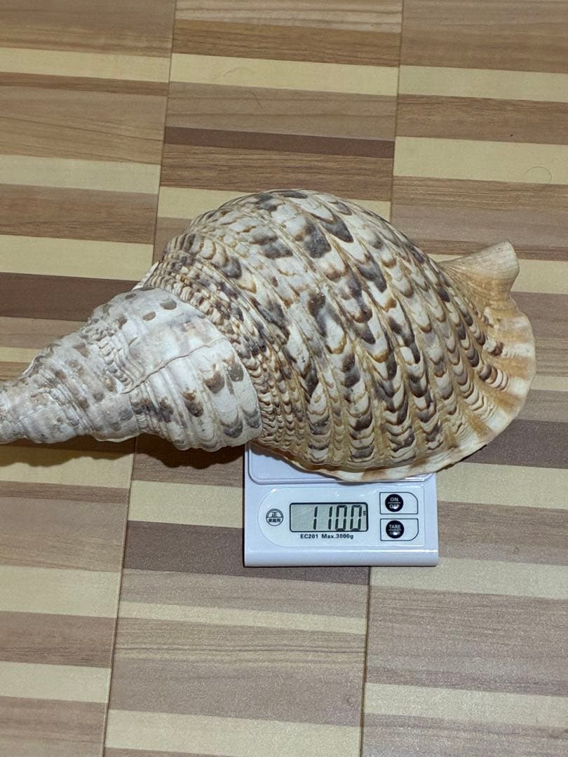 m*珠様 ★法螺貝　37.5cm ホラ貝★ 天然巻貝 置物