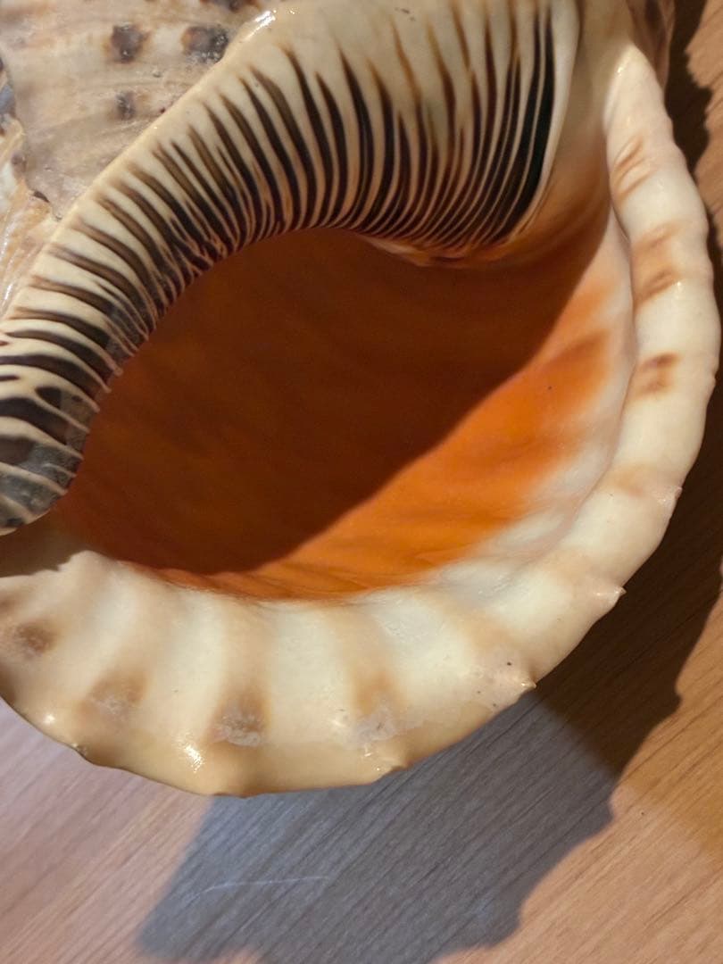 m*珠様 ★法螺貝　37.5cm ホラ貝★ 天然巻貝 置物