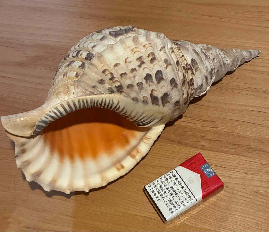 m*珠様 ★法螺貝　37.5cm ホラ貝★ 天然巻貝 置物