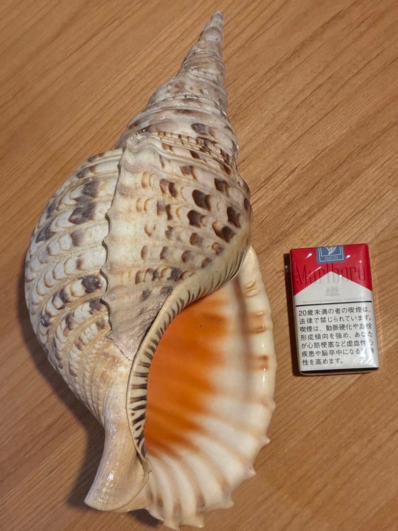 m*珠様 ★法螺貝　37.5cm ホラ貝★ 天然巻貝 置物