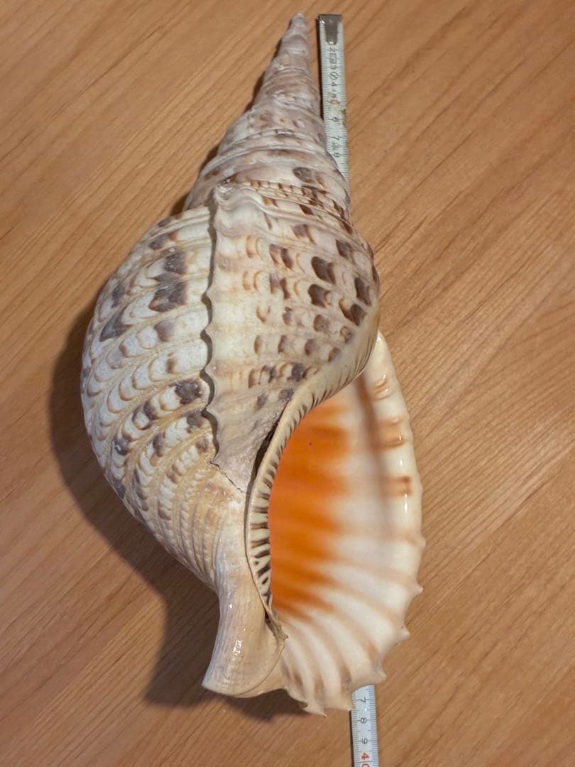 m*珠様 ★法螺貝　37.5cm ホラ貝★ 天然巻貝 置物