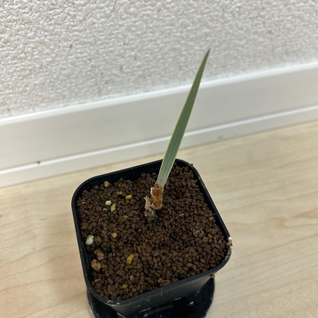 激レア】ブーファン ハエマンソイデス×ディスティチャ交配 実生 - メルカリ