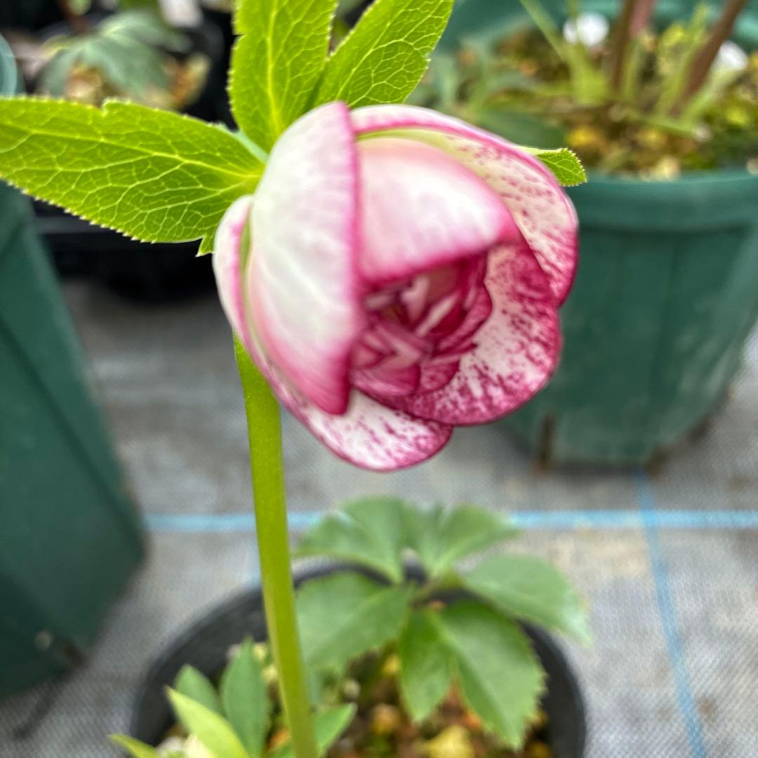 専用です。クリスマスローズ ピコティ 開花途中 4.5寸 - メルカリ