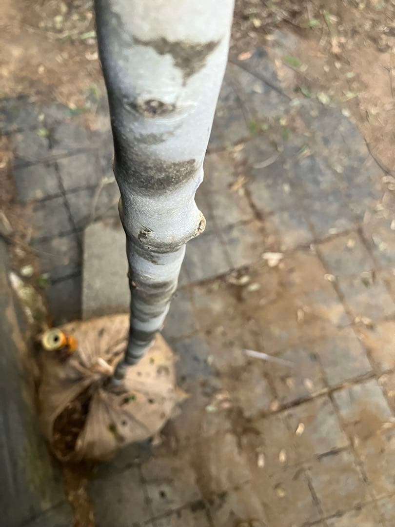 82 山採り　アオダモ