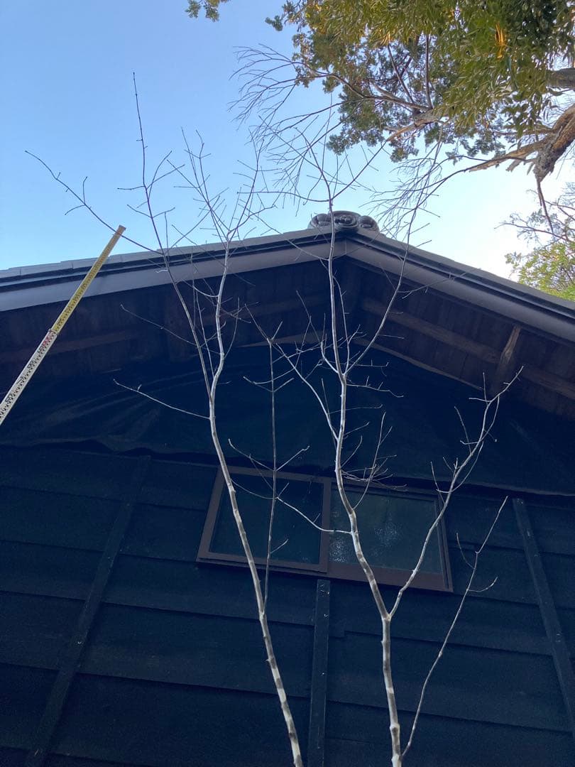 82 山採り　アオダモ