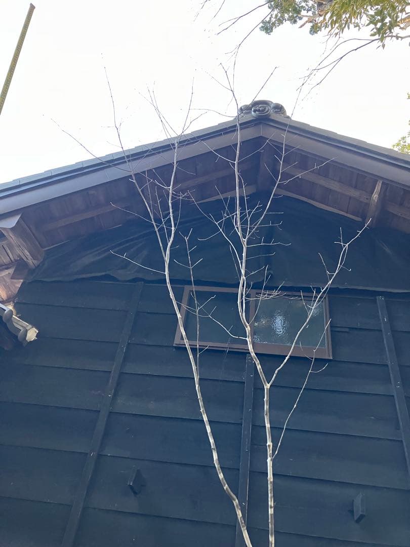 82 山採り　アオダモ