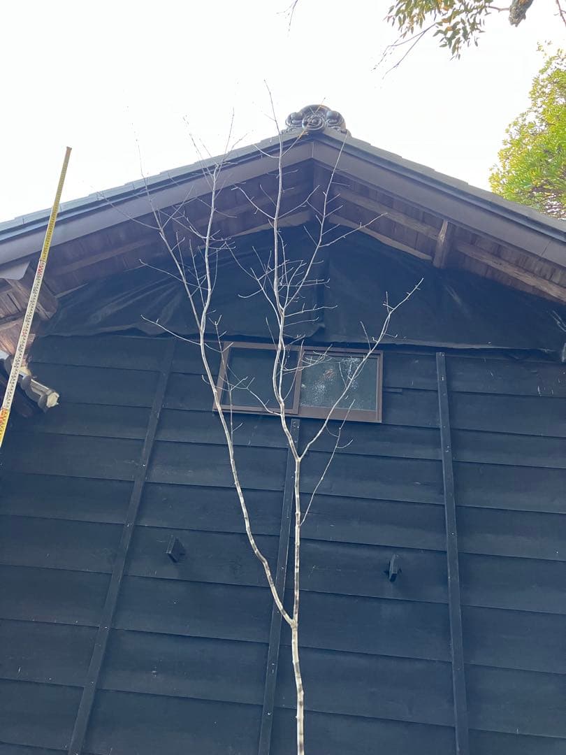 82 山採り　アオダモ