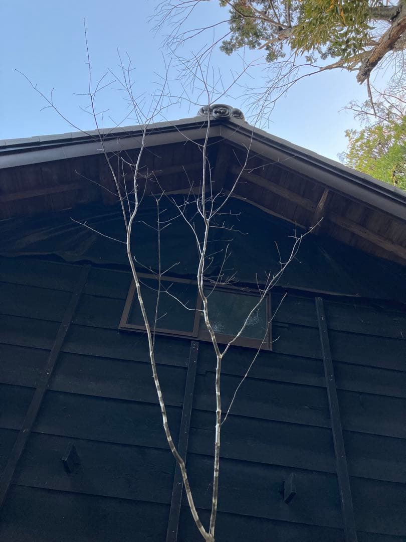 82 山採り　アオダモ