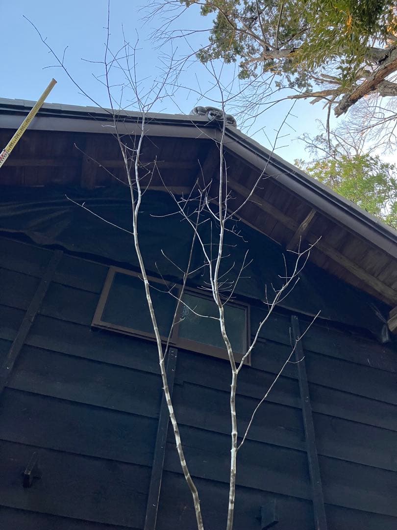 82 山採り　アオダモ