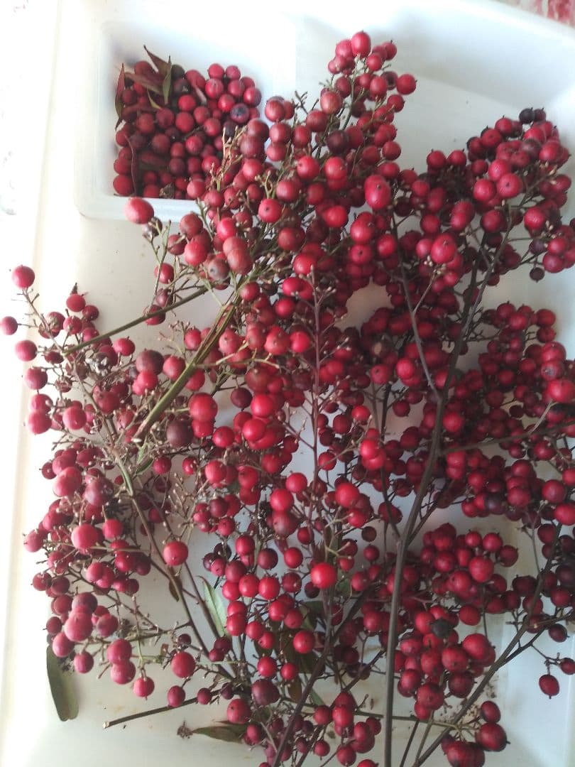 ナンテン　南天