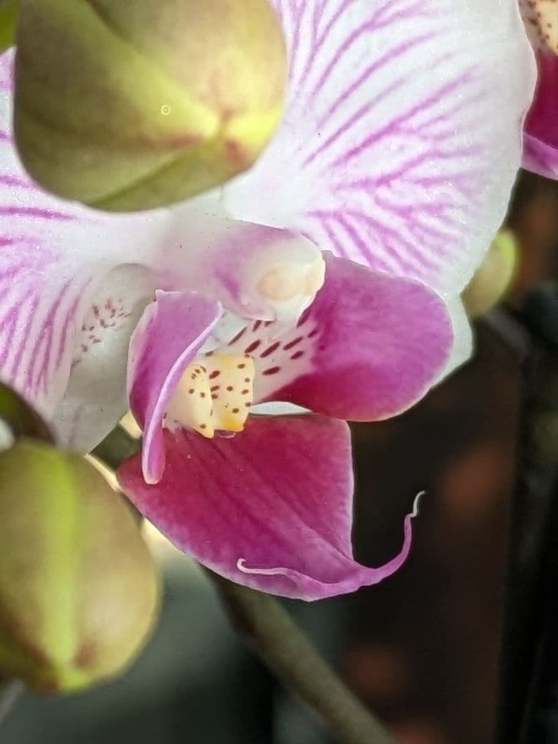 160輪 椎名洋蘭 小輪系胡蝶蘭 シャオユウ - メルカリ