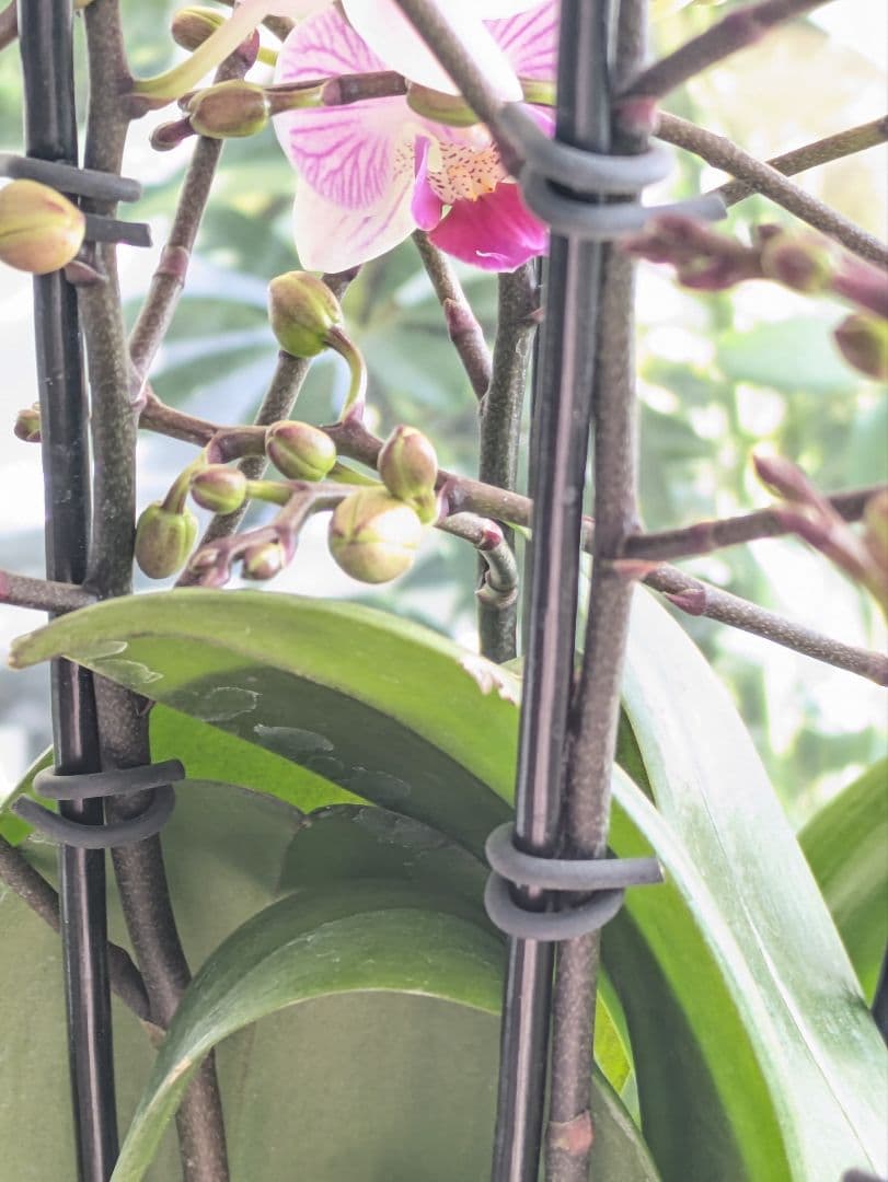 160輪 椎名洋蘭 小輪系胡蝶蘭 シャオユウ - メルカリ