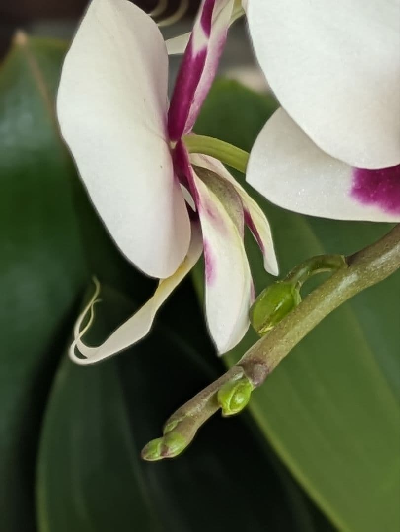 160輪 椎名洋蘭 小輪系胡蝶蘭 シャオユウ - メルカリ