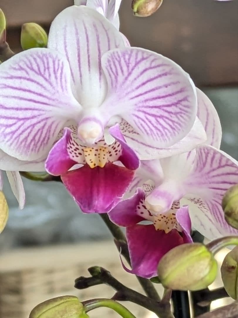 160輪 椎名洋蘭 小輪系胡蝶蘭 シャオユウ - メルカリ