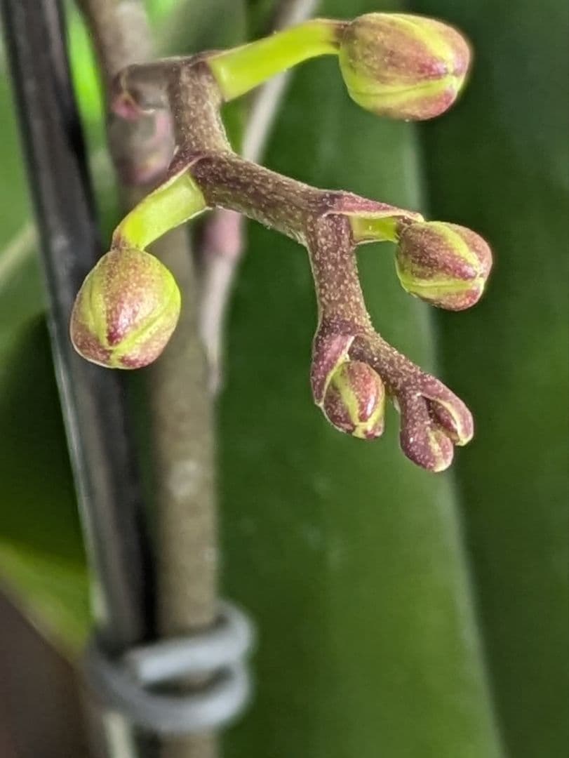 160輪 椎名洋蘭 小輪系胡蝶蘭 シャオユウ - メルカリ