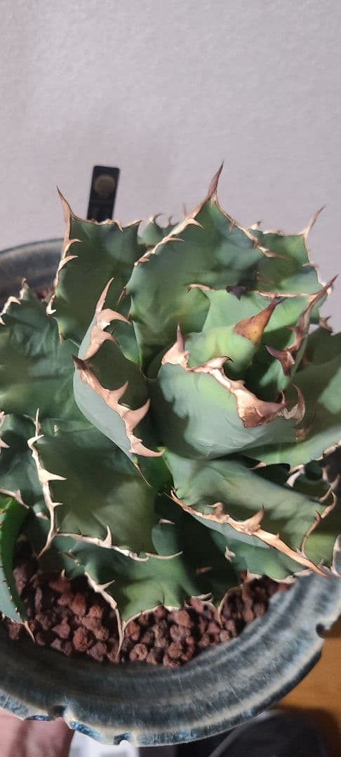 [一週間最終値下げ]アガベ チタノタ ドワーフ 大株