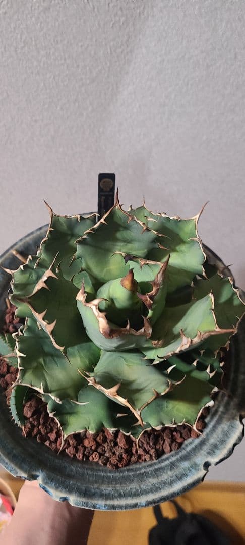 [一週間最終値下げ]アガベ チタノタ ドワーフ 大株