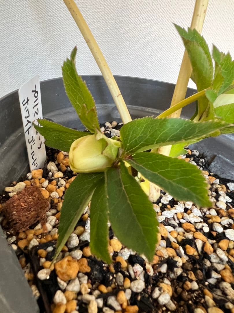 クリスマスローズ苗 プリマヴェーラホワイトゴールド ラージsd 星型に