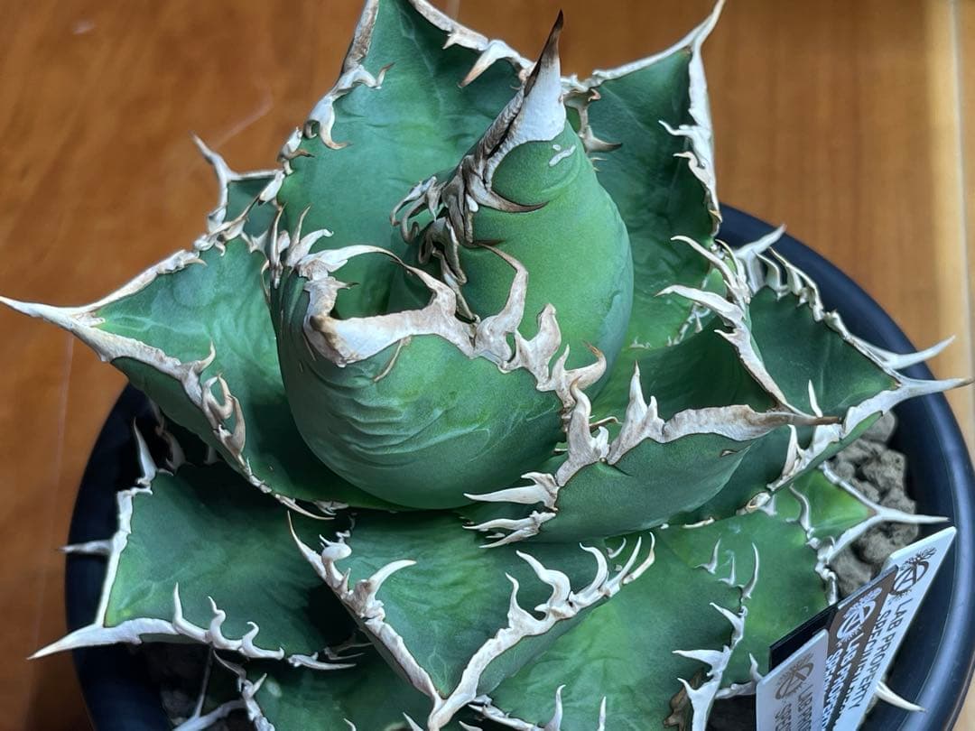 アガベ チタノタ(オテロイ)海王　親株出品　コレクション株