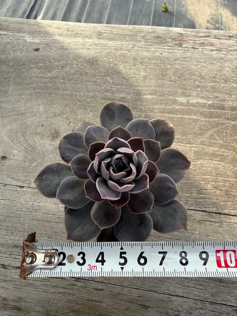 エリキュラミス再出品枠 12 - メルカリ