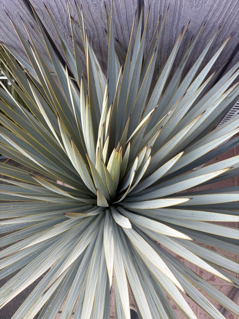 早いもの勝ち ユッカ ロストラータ 3 - メルカリ