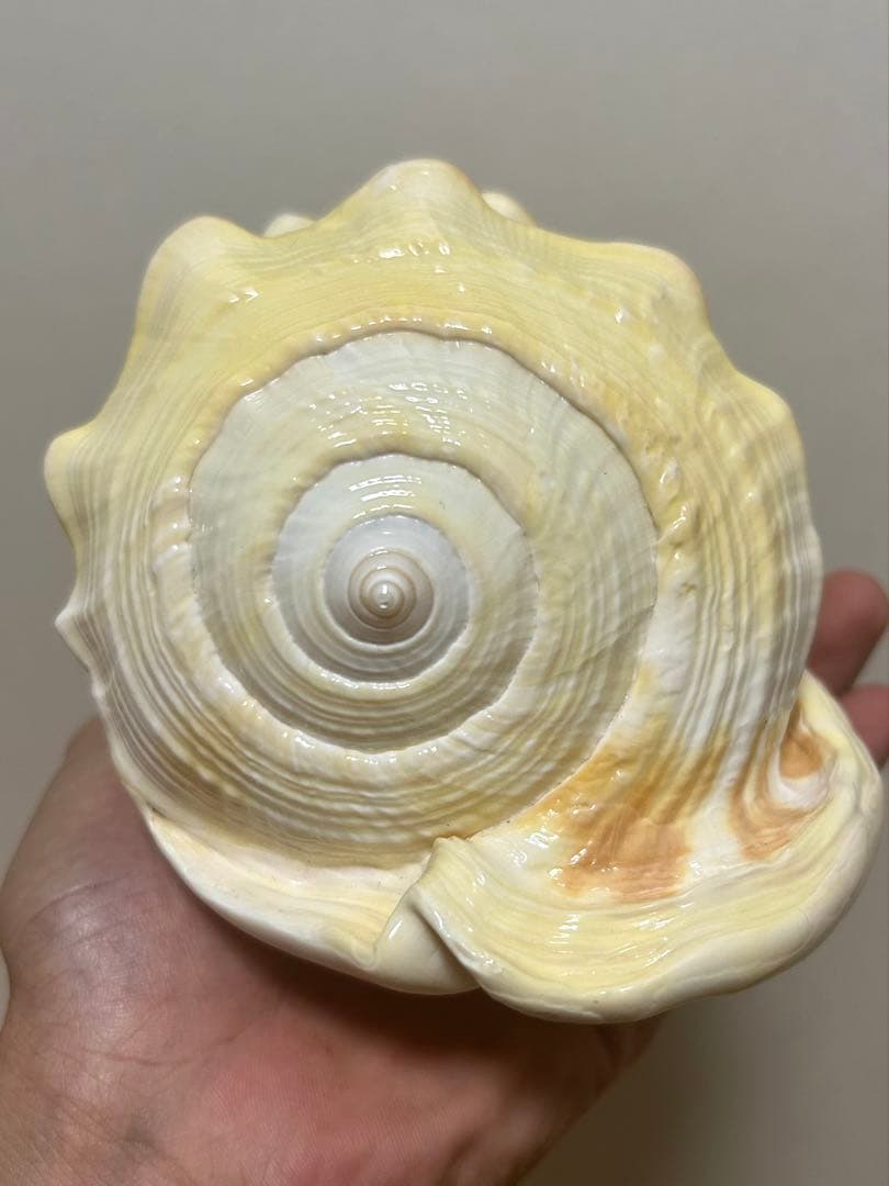 大型で色が特徴的な貝殻 マンボウガイ　貝殻　標本