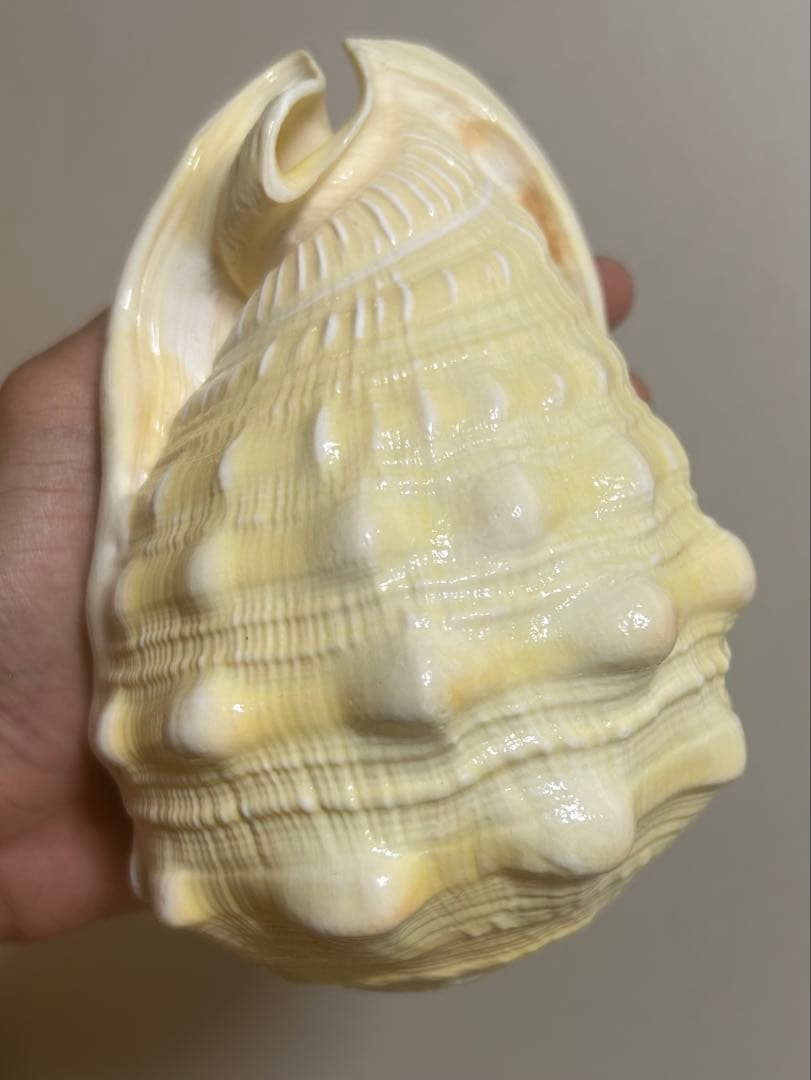 大型で色が特徴的な貝殻 マンボウガイ　貝殻　標本