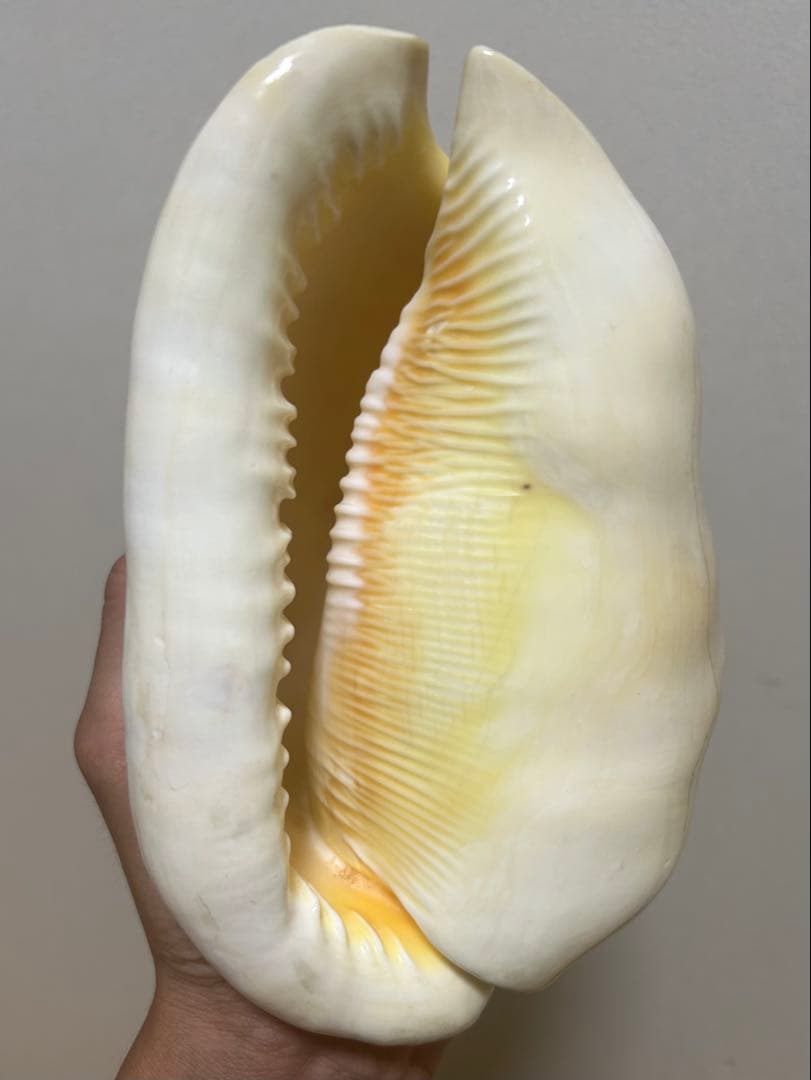 大型で色が特徴的な貝殻 マンボウガイ　貝殻　標本