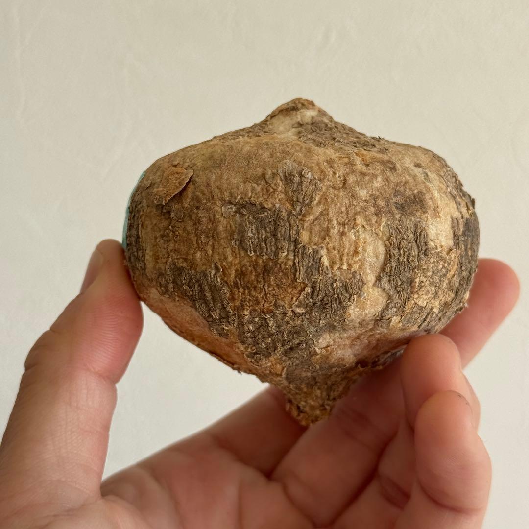 4.アデニア・オバタ 輸入直後新芽ありベアルート株　Adenia Ovata