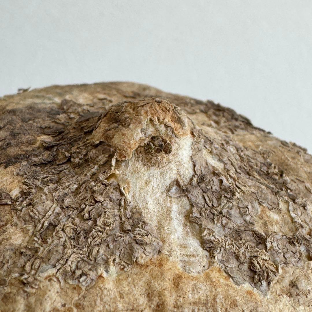 4.アデニア・オバタ 輸入直後新芽ありベアルート株　Adenia Ovata