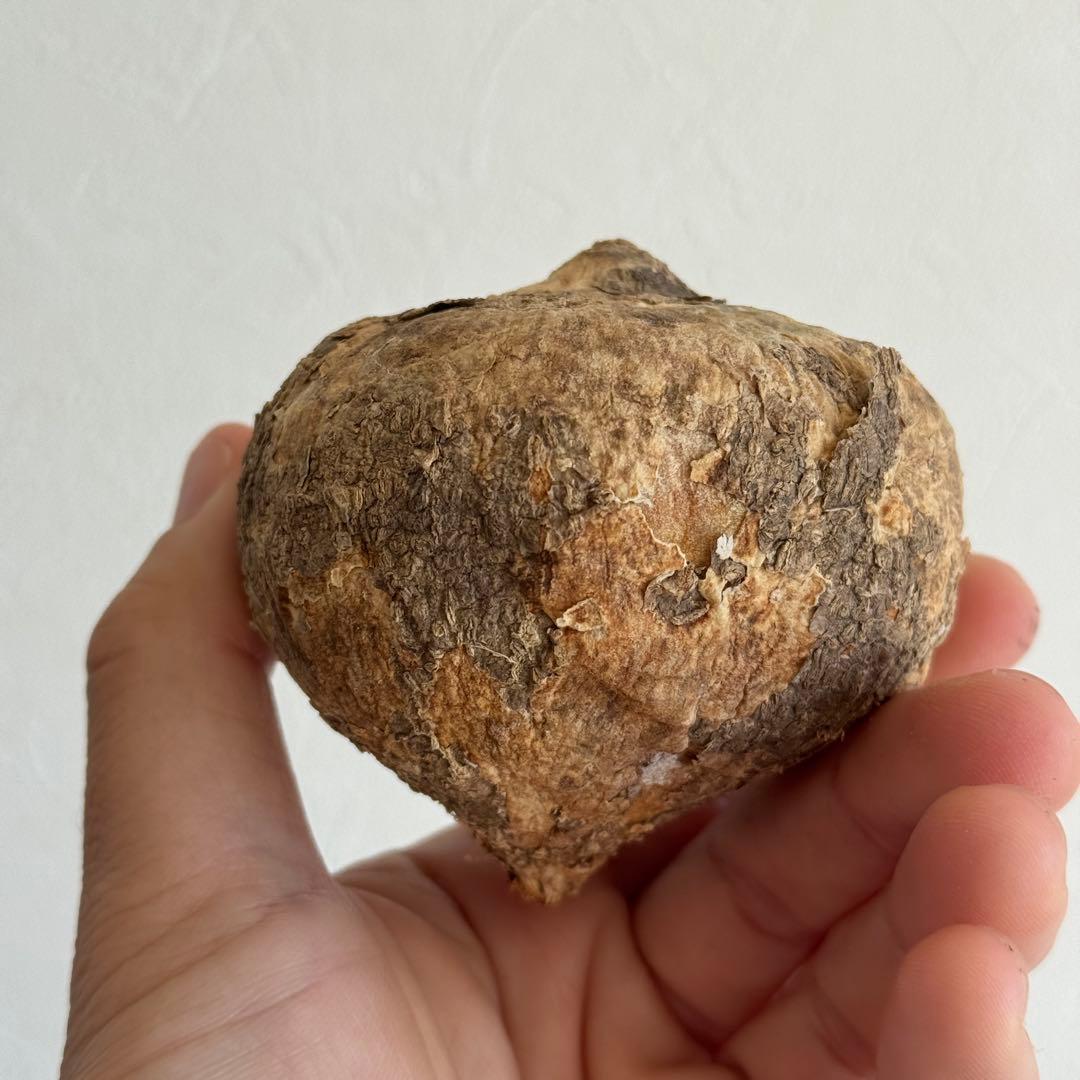 4.アデニア・オバタ 輸入直後新芽ありベアルート株　Adenia Ovata