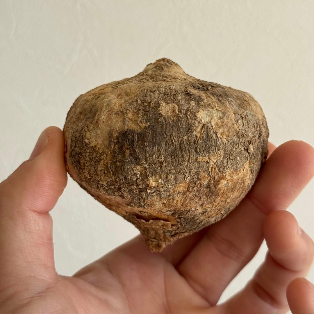 4.アデニア・オバタ 輸入直後新芽ありベアルート株　Adenia Ovata