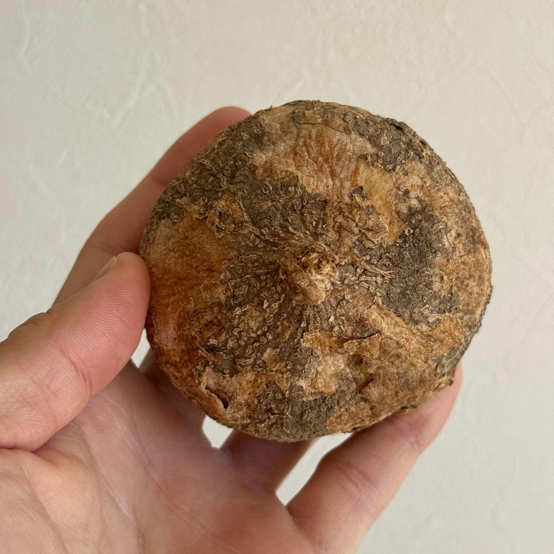 4.アデニア・オバタ 輸入直後新芽ありベアルート株　Adenia Ovata