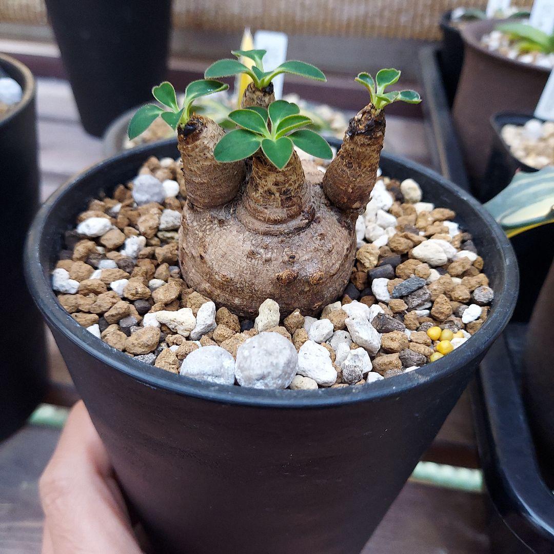 ユーフォルビア、エクロニー現地球発根済 - メルカリ