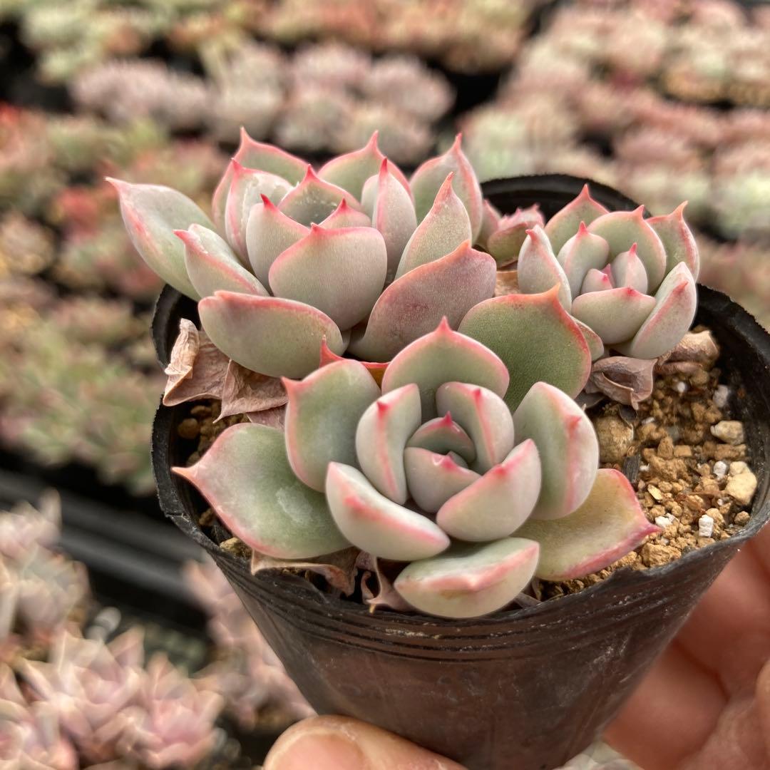 190.多肉植物＊さくらんぼ【根付き苗】ロウルサンコさん苗 - メルカリ