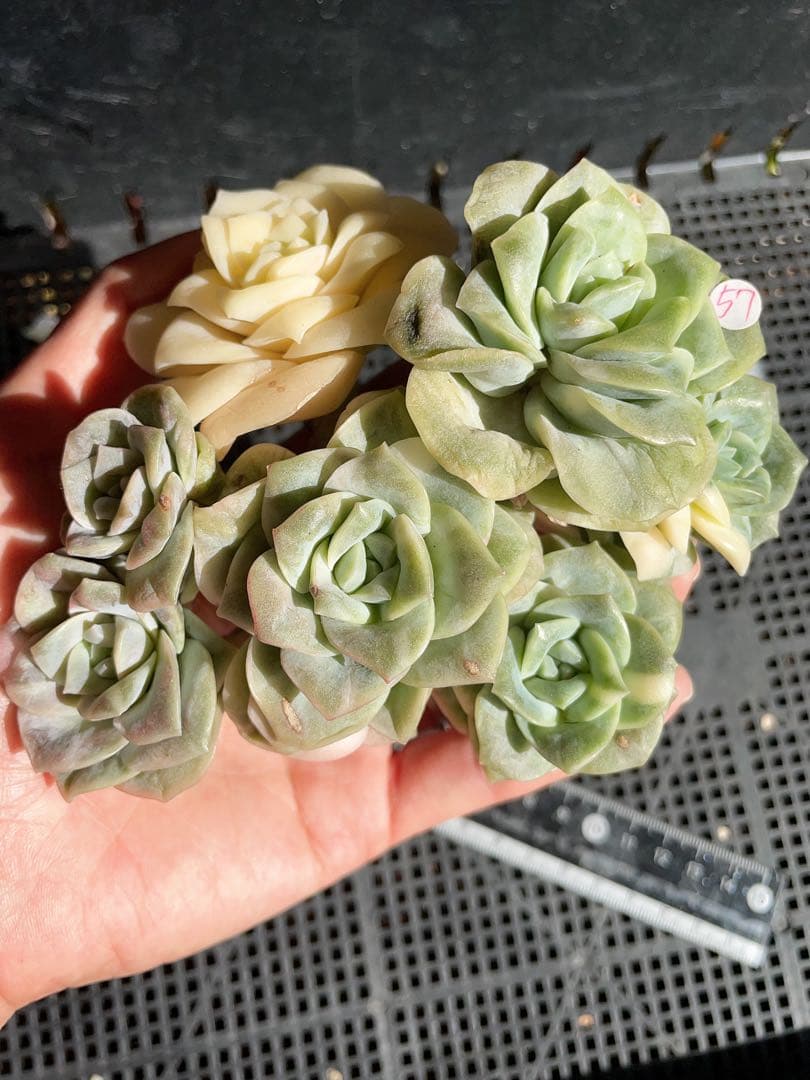 ラブリーローズ錦 古株群苗 7頭斑入り 多肉植物 エケベリア