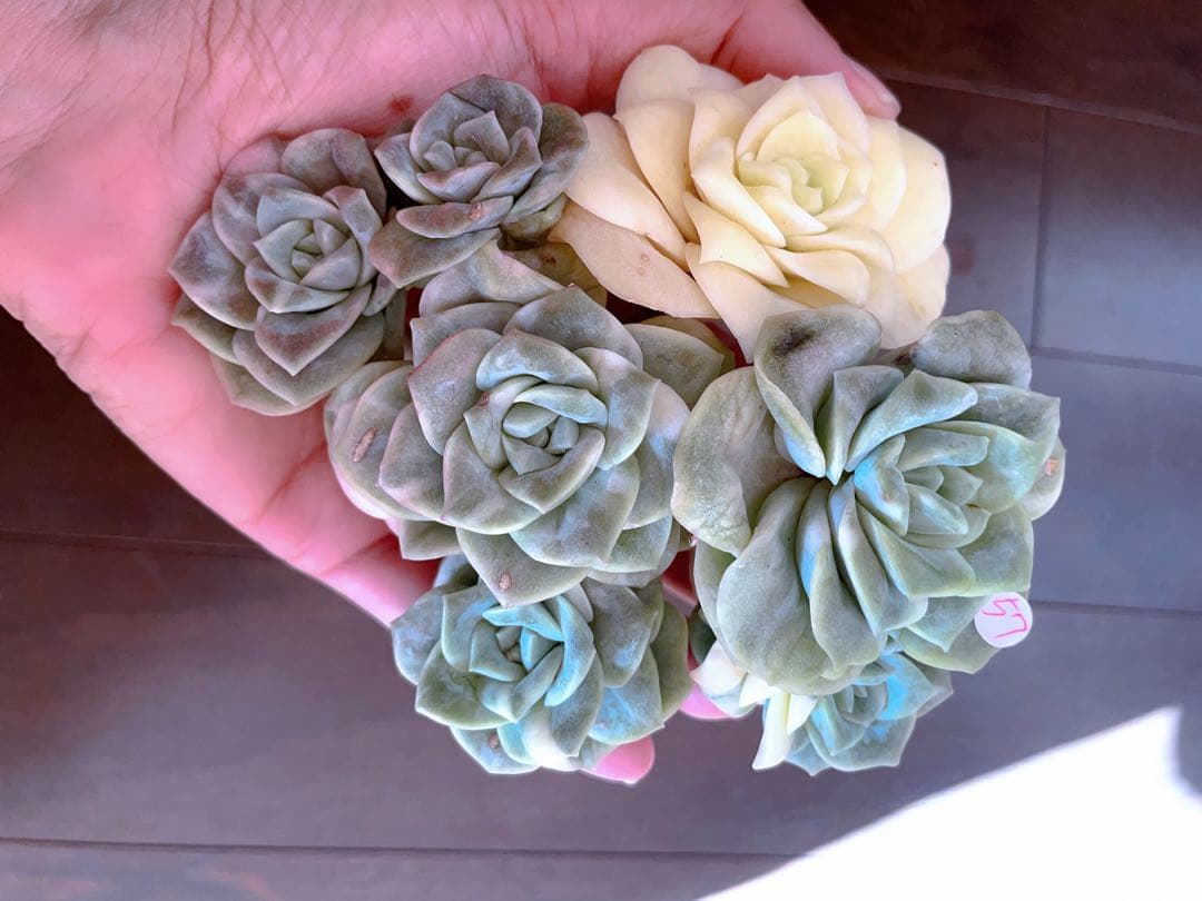 ラブリーローズ錦 古株群苗 7頭斑入り 多肉植物 エケベリア