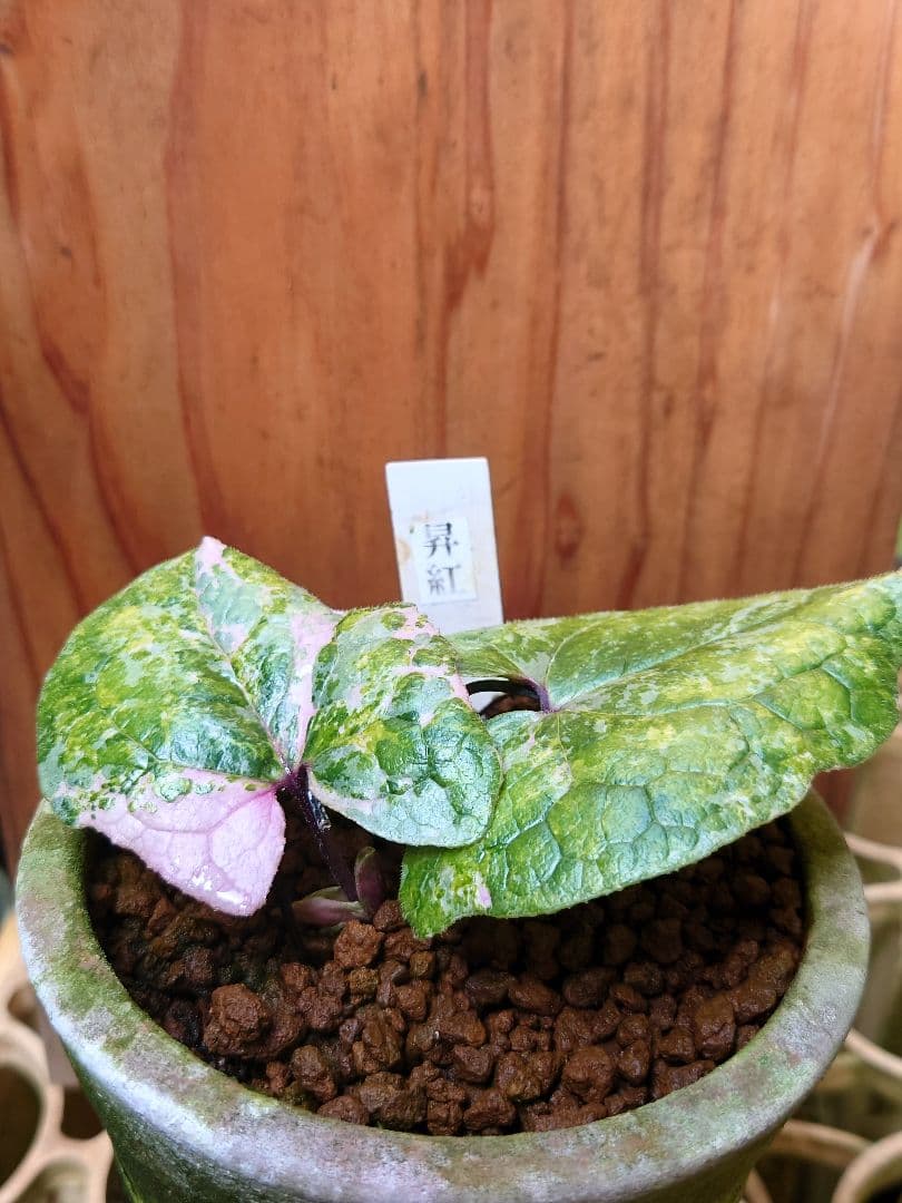 斑入り カンアオイ タマノカンアオイ昇紅(しょうこう) - メルカリ