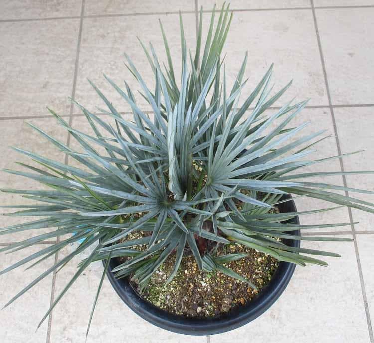 現品】チャメロプス・フミリス・セリフェラ/シルバーリーフ 9号 5K番