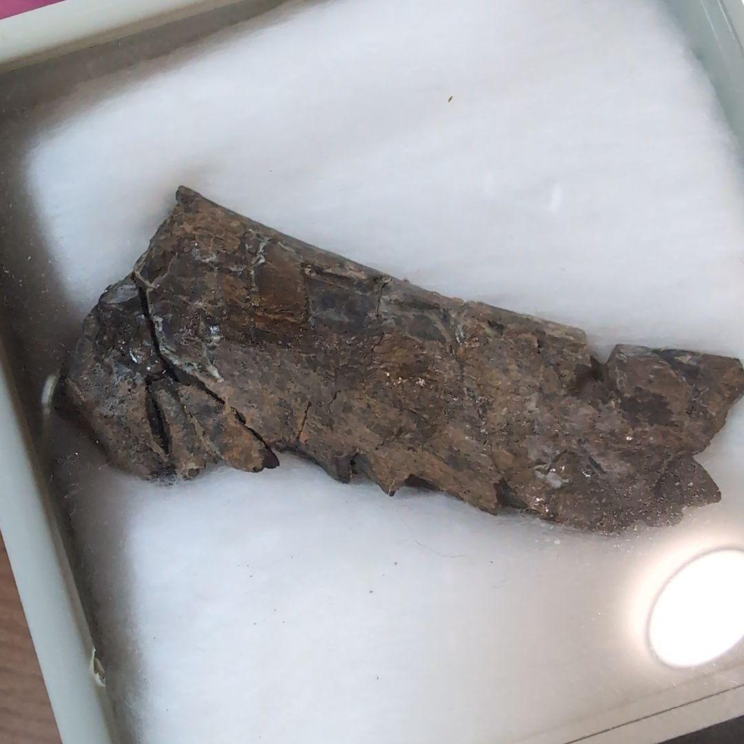 本物 恐竜 ドリオサウルスの肋骨化石 ワイオミング ラベルケース付き