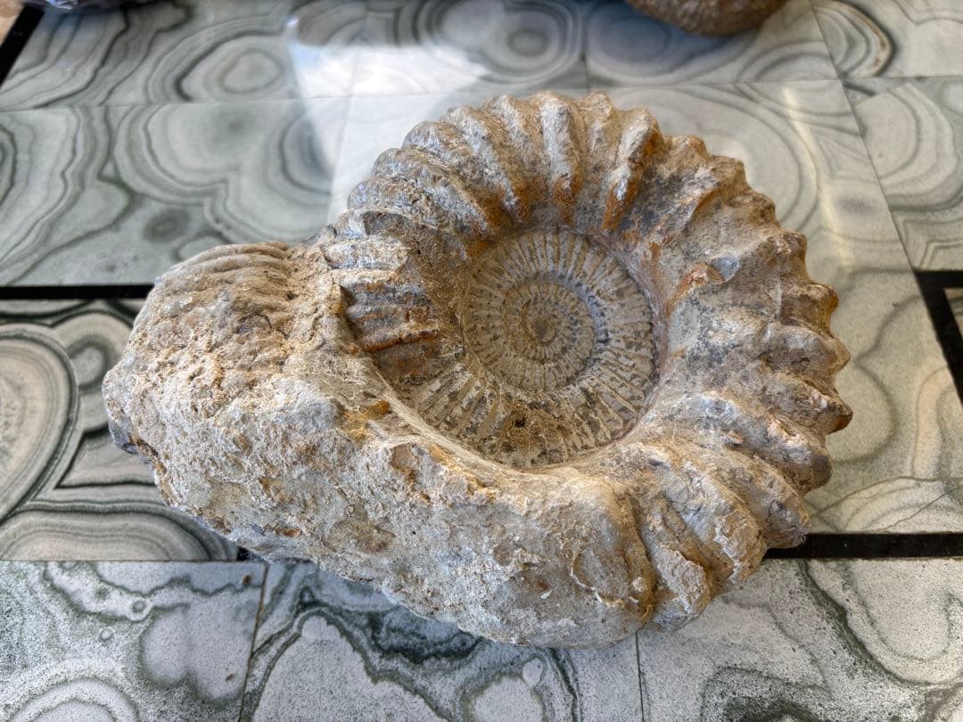 アンモナイト　化石　鉱石　希少　インテリア