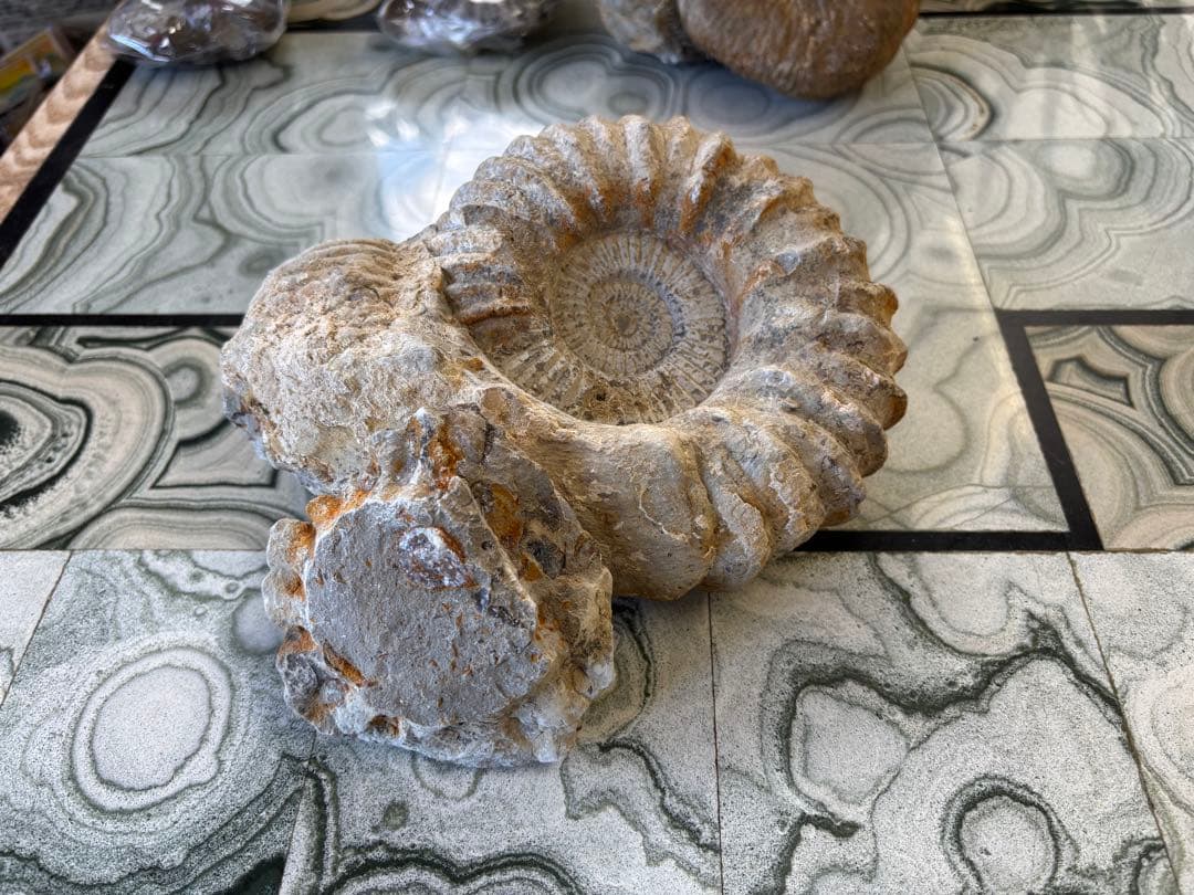 アンモナイト　化石　鉱石　希少　インテリア