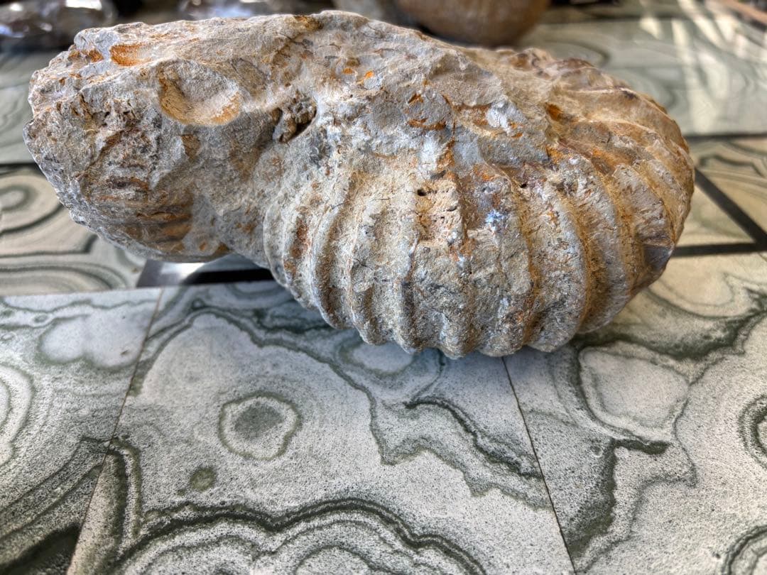 アンモナイト　化石　鉱石　希少　インテリア