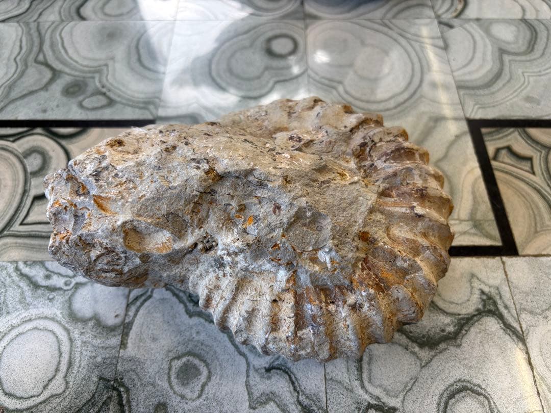 アンモナイト　化石　鉱石　希少　インテリア