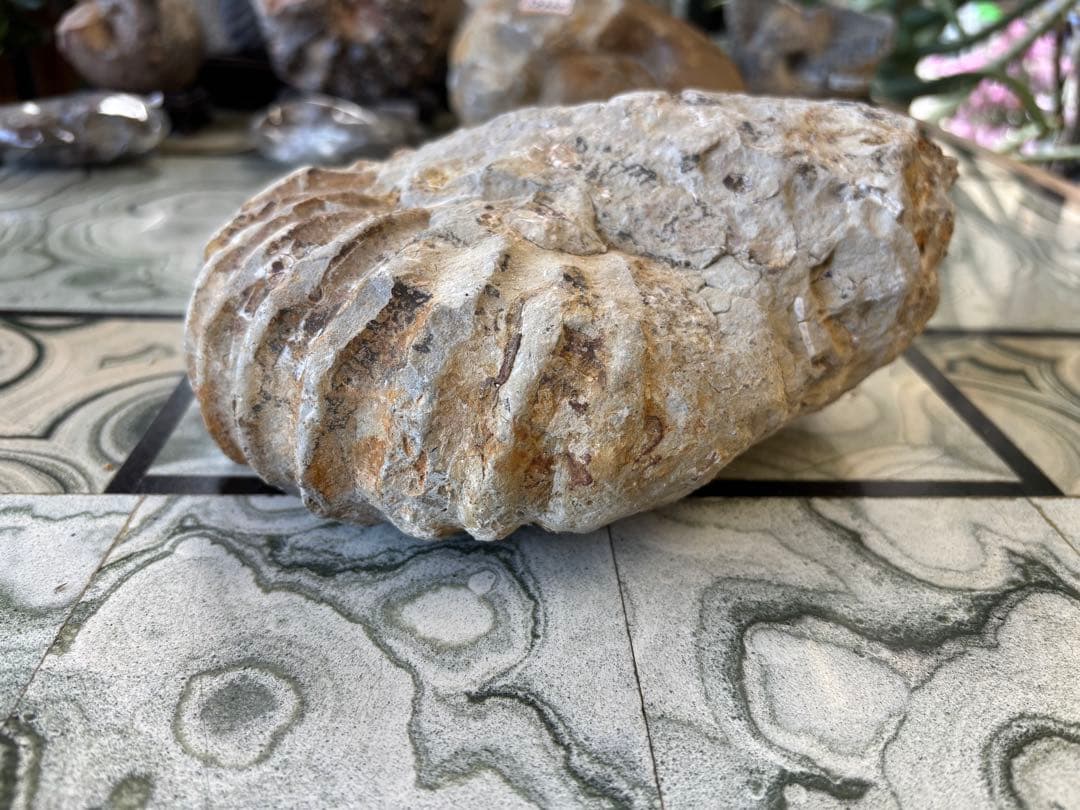 アンモナイト　化石　鉱石　希少　インテリア