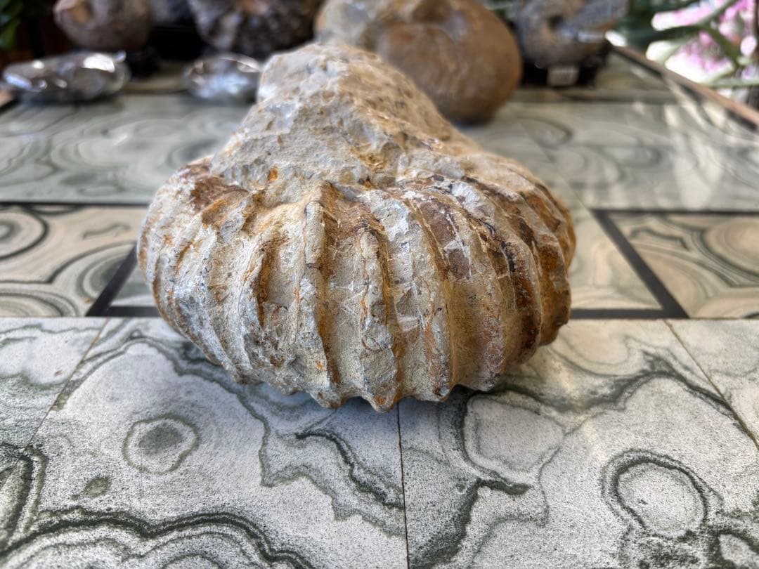 アンモナイト　化石　鉱石　希少　インテリア