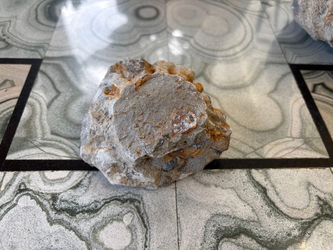 アンモナイト　化石　鉱石　希少　インテリア