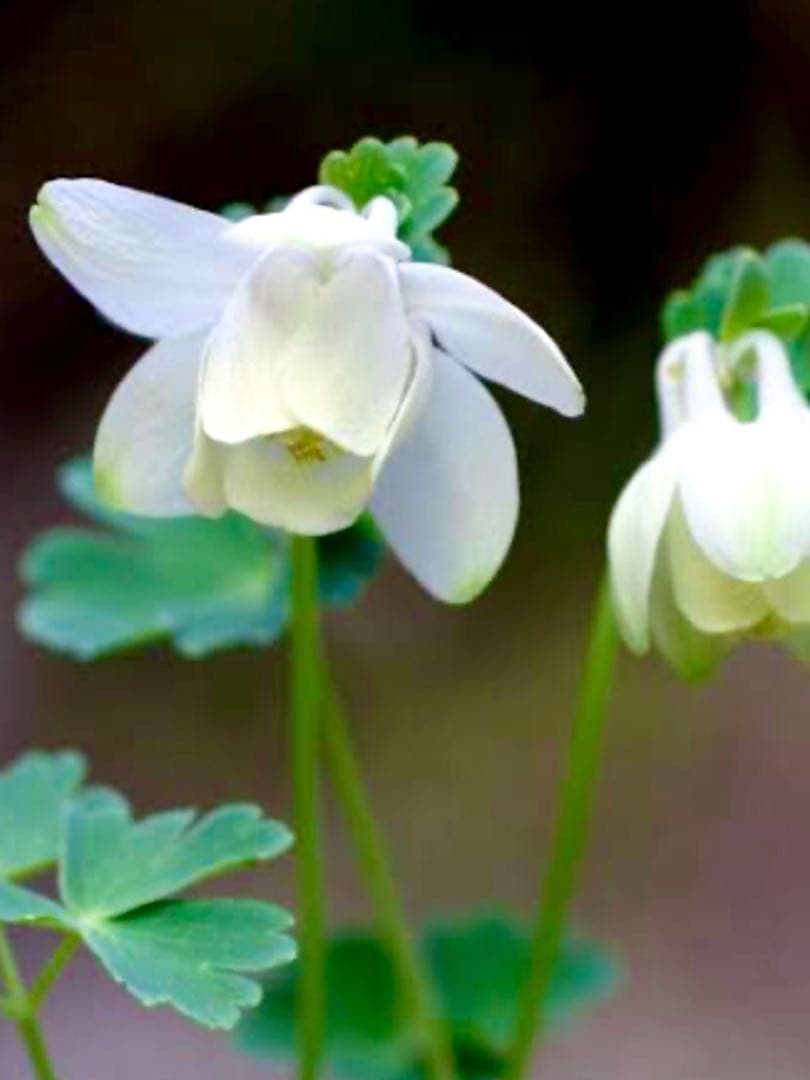 天然＊野生【オダマキ＊苧環＊糸繰草】4株➕おまけ！鉢ごと発送で安心♪