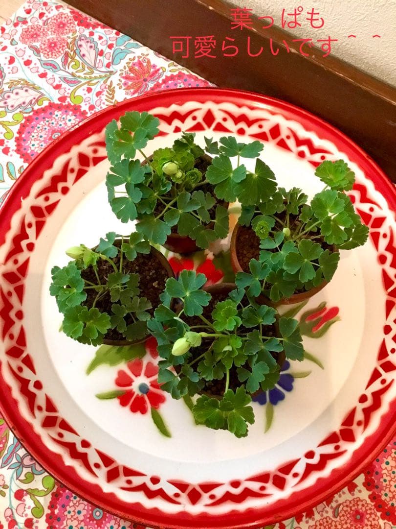 天然＊野生【オダマキ＊苧環＊糸繰草】4株➕おまけ！鉢ごと発送で安心♪