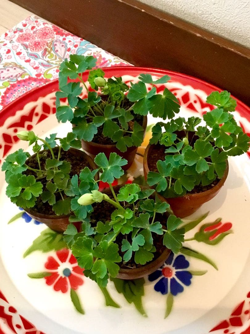 天然＊野生【オダマキ＊苧環＊糸繰草】4株➕おまけ！鉢ごと発送で安心♪